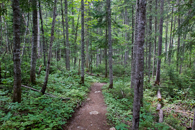 Sentier en plein bois - Auberge Gîte du Mont-Albert, Gaspésie
