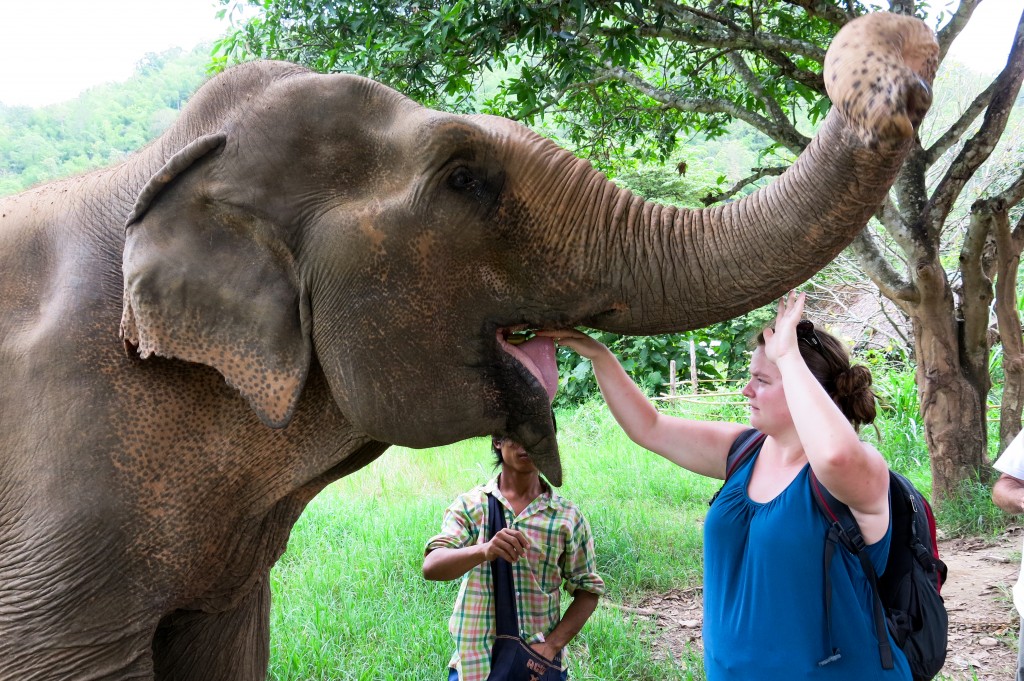 Éléphant Chiang Mai Thailande