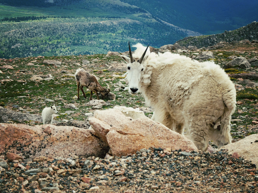 Vie Sauvage Colorado