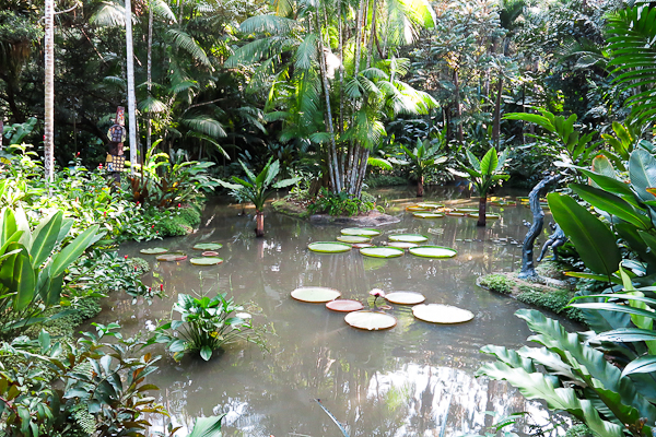 Étang au Jardin botanique de Singapour