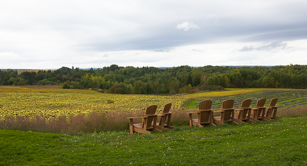Passion Lavande - Vue des champs - Mauricie, Québec