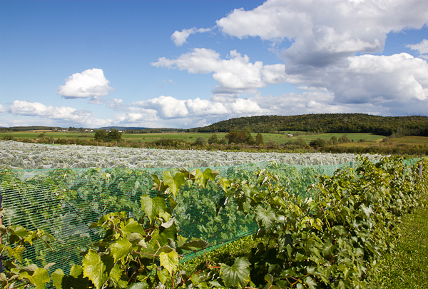 Vue des vignes - Vignoble de Sainte-Thècle - Mauricie, Québec