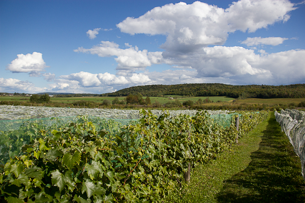 Les vignes du Vignoble Clos Sainte-Thècle, Mauricie