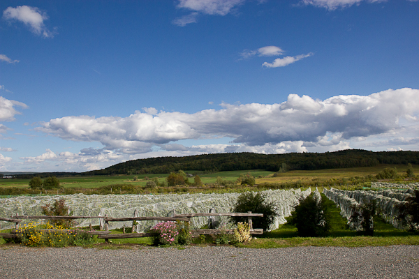 Paysage du Vignoble Clos Sainte-Thècle, Mauricie