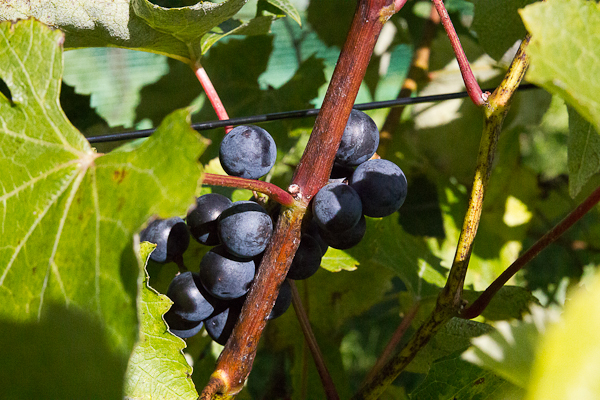 Raisins sur la vigne - Vignoble Clos Sainte-Thècle, Mauricie