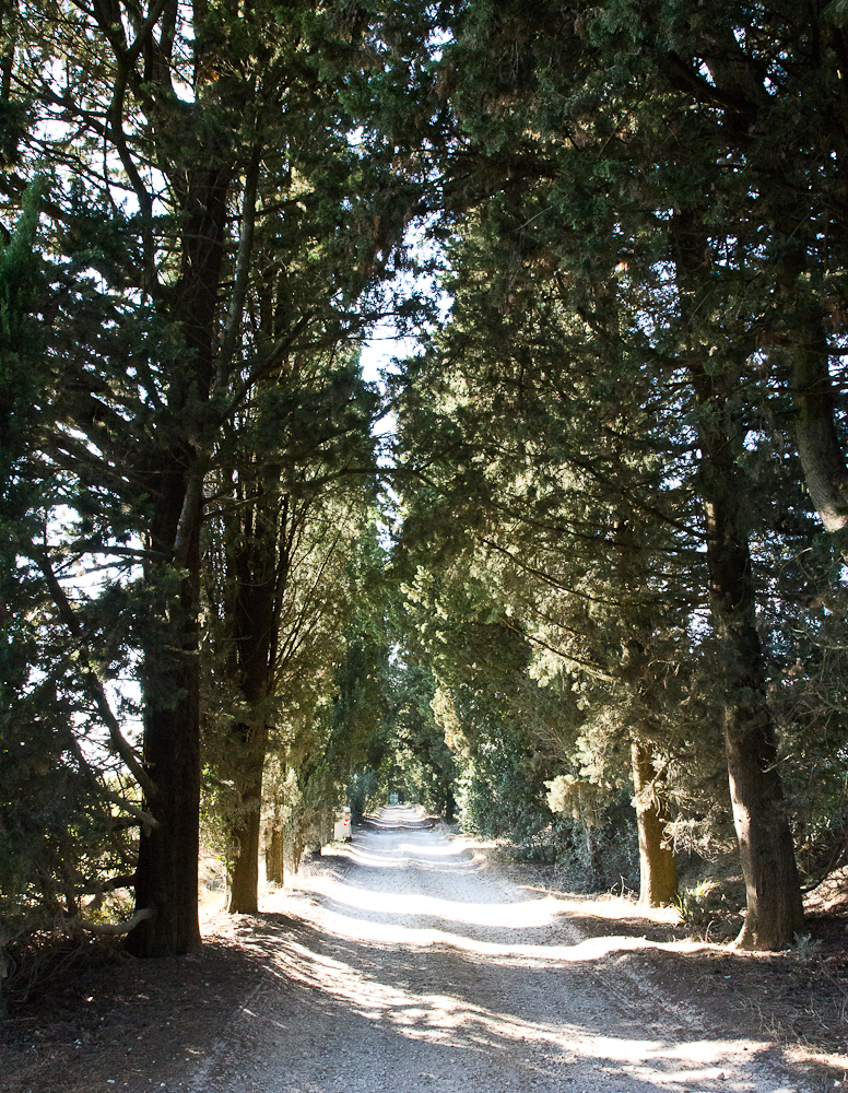 Allée de cyprès - Podere Il Falco - Toscane, Italie