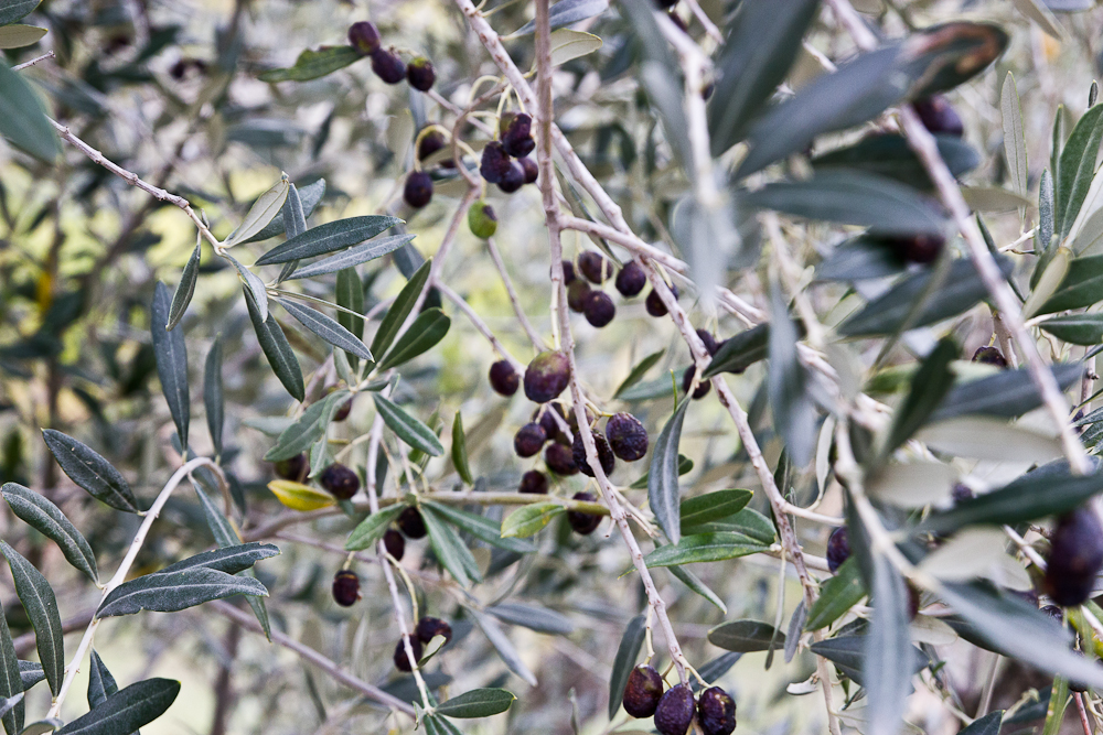 Olives - Podere Il Falco - Toscane, Italie