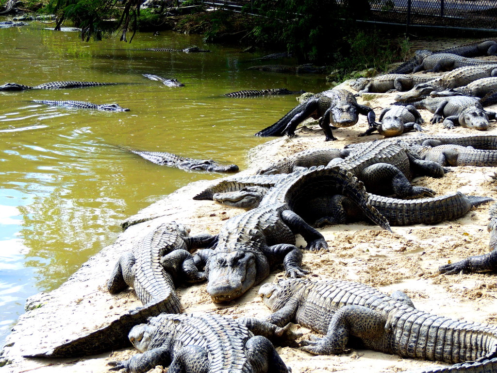 Everglades alligator farm