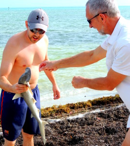 bébé requin - Curry Hammock