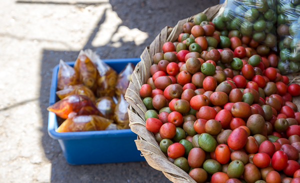 Les jocotes, de petits fruits qu'on retrouve partout, Granada, Nicaragua