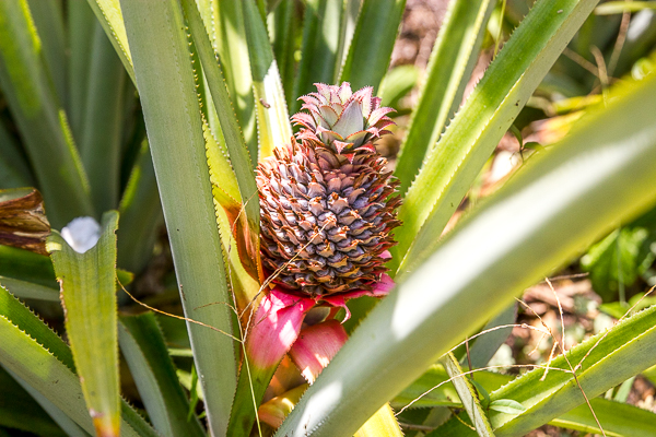 Poussée d'ananas un peu partout sur l'île - Little Corn Island, Nicaragua