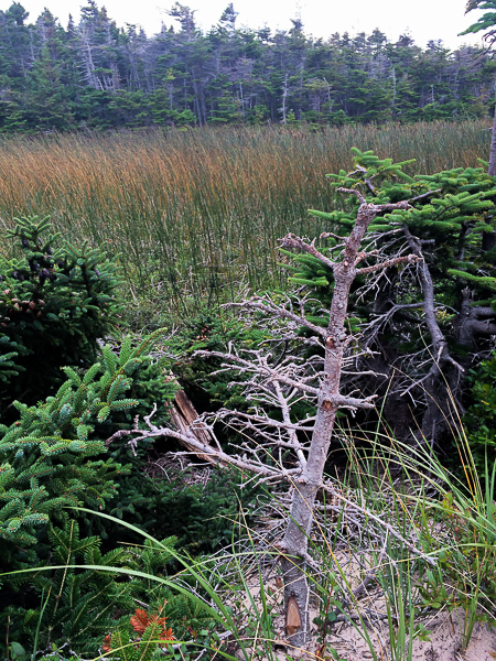 Bois - Pointe-de-l'Est - Îles de la Madeleine