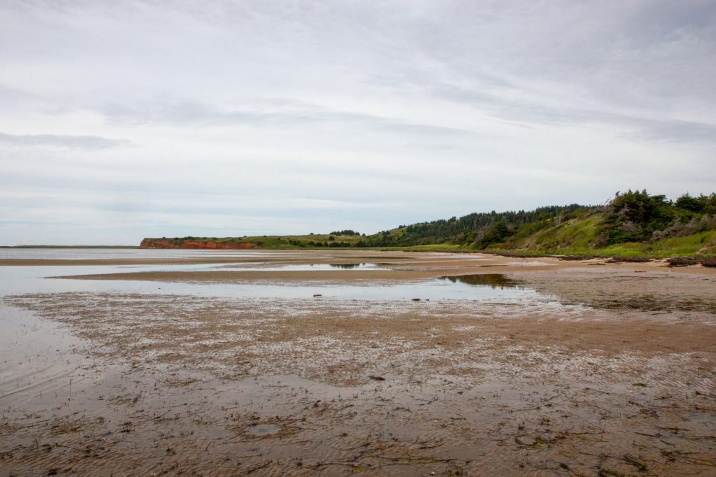 Paysage de plâtier à coques et palourdes