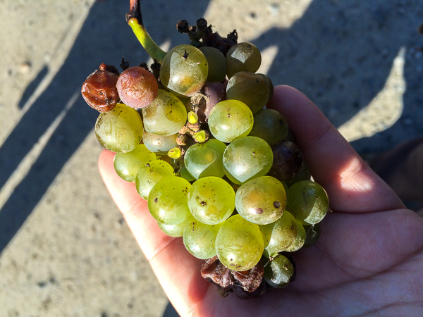 Grappe dans main - Château du Coing, vignoble de Nantes, France