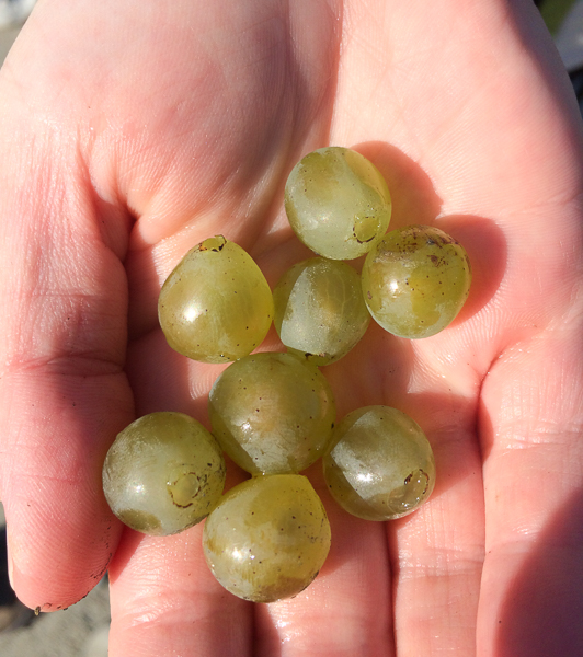 Raisins - Château du Coing, vignoble de Nantes, France