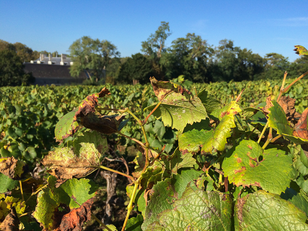 Vignes - Château du Coing, vignoble de Nantes, France