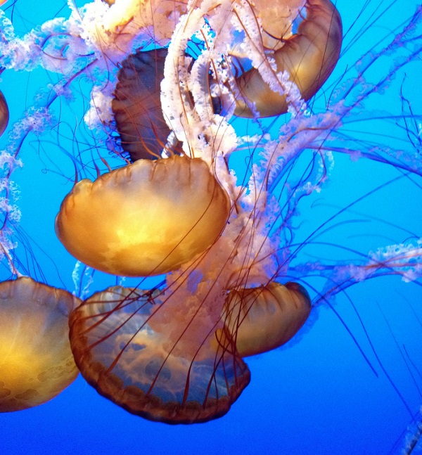 Monterrey Aquarium - Annie Picard - Annie Anywhere