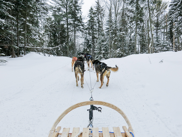 Traîneau à chiens - Mauricie - Le Baluchon (1 sur 18)