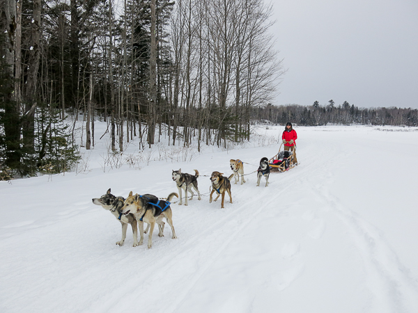 Traîneau à chiens - Mauricie - Le Baluchon (12 sur 18)