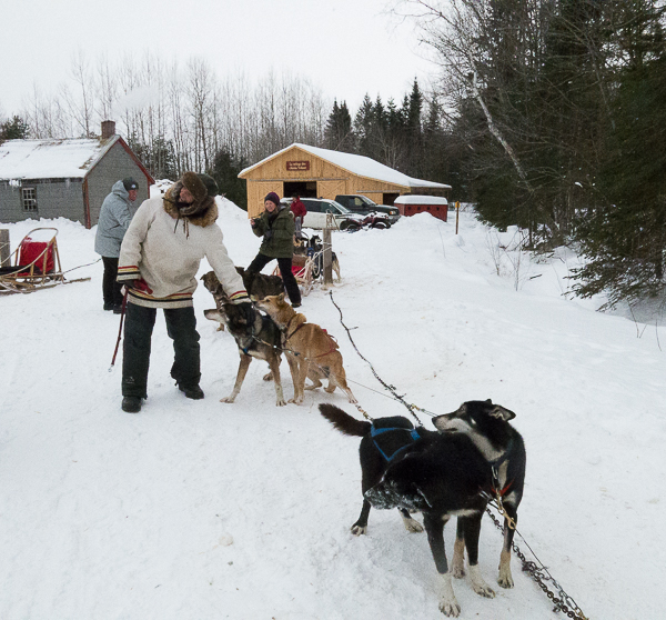 Traîneau à chiens - Mauricie - Le Baluchon (14 sur 18)