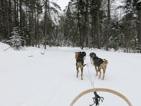 Traîneau à chiens - Mauricie - Le Baluchon (2 sur 18)