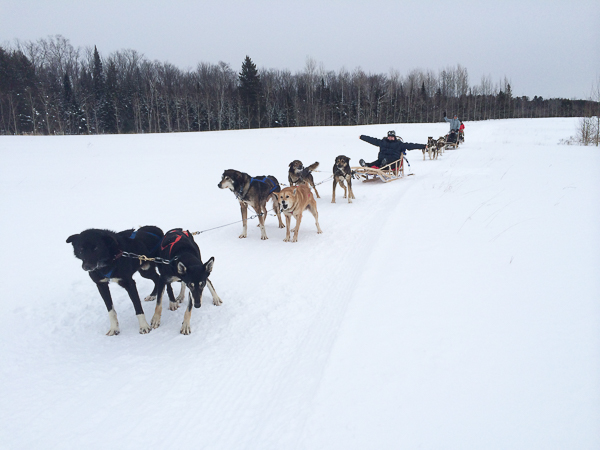 Traîneau à chiens - Mauricie - Le Baluchon (7 sur 18)