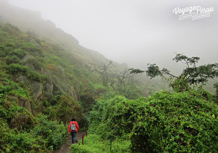 voyage perou lomas lachay lima