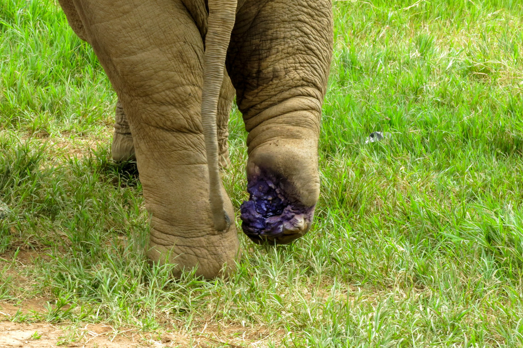 Éléphant à la patte blessée - Elephant Nature Park