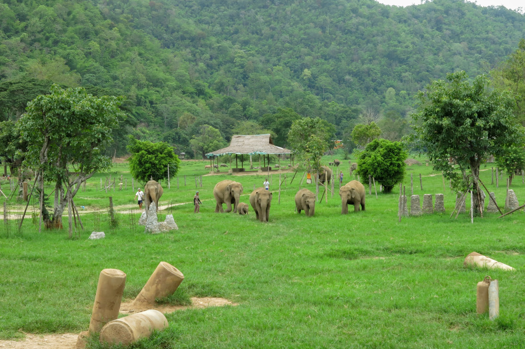 Éléphants libres au Elephant Nature Park