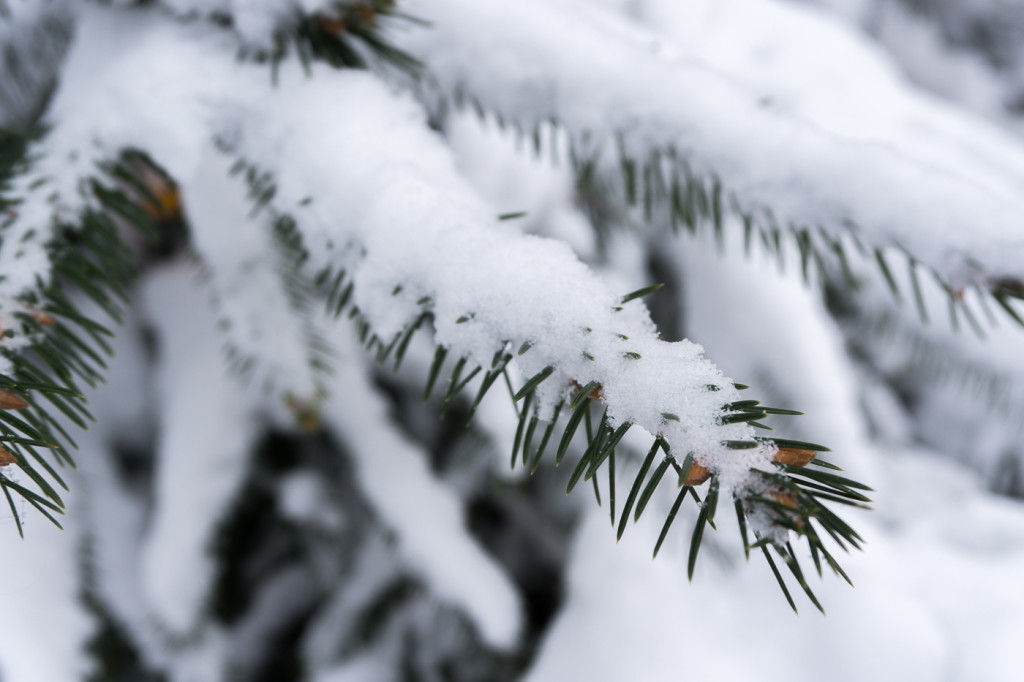 Sapin - Villeray - Montréal, Québec, Canada-17