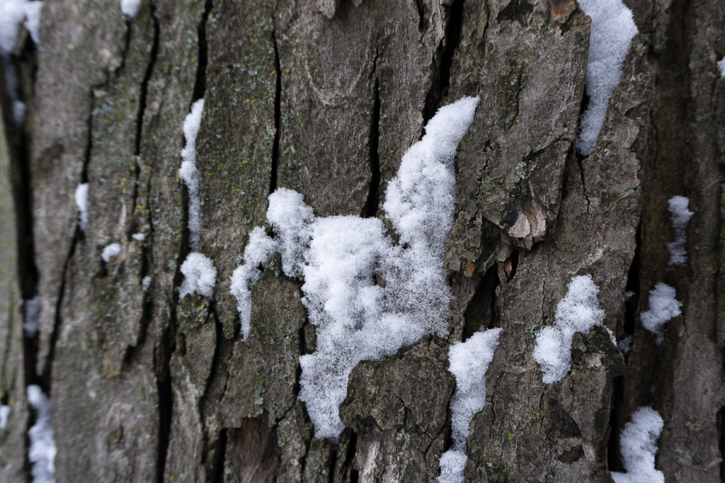 Neige sur l'arbre - Villeray - Montréal, Québec, Canada-9