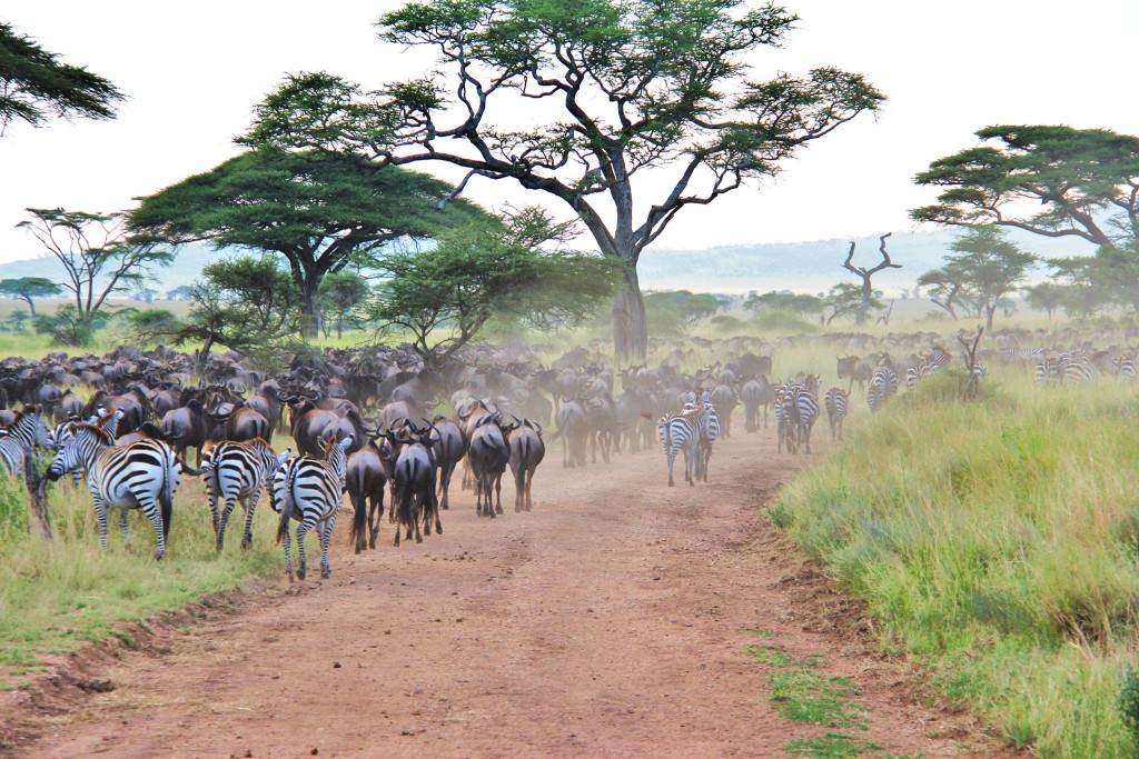 Maman Globe-Trotteuse en Tanzanie