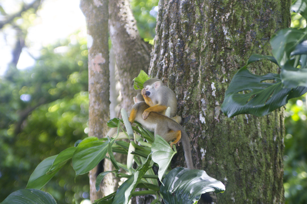 Saimiri - Guyane