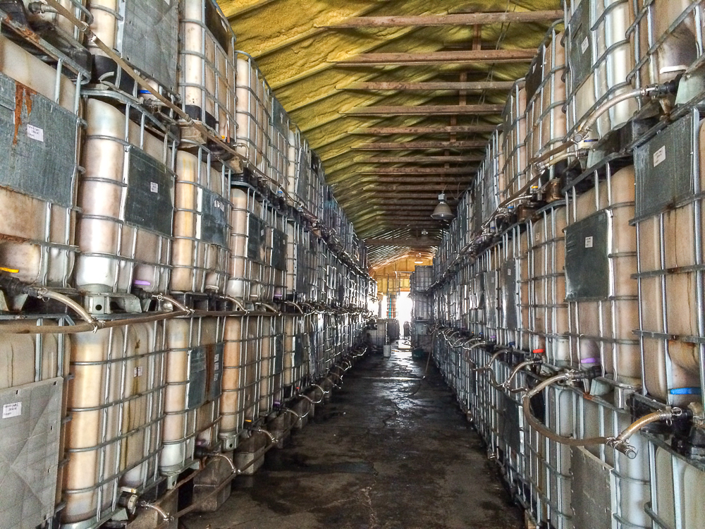 Des litres et des litres de cidre - La Face cachee de la pomme - Monteregie