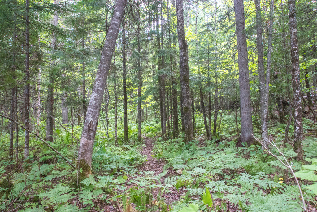 Huttopia - Parc national du Lac-Temiscouata - Foret