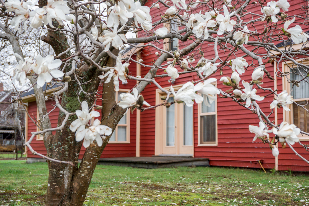 Arbre en fleurs - Charlottetown