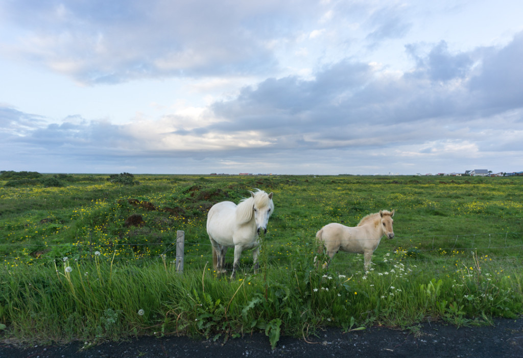 Chevaux sauvages Stokkseyri Islande