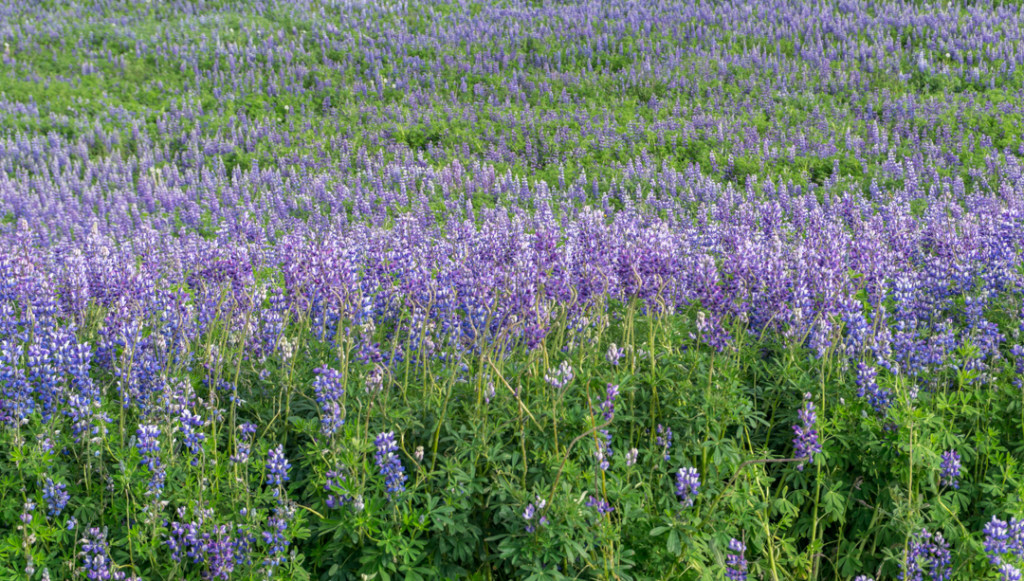 Dans les lupins - Islande