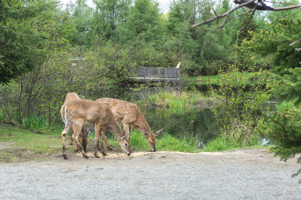 Refuge Pageau - Abitibi-Temiscamingue - Amos - Chevreuils