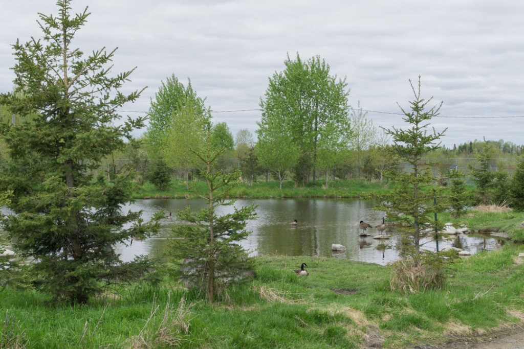 Refuge Pageau - Abitibi-Temiscamingue - Amos - Lac