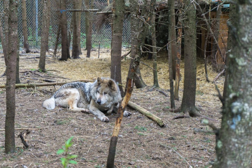 Refuge Pageau - Abitibi-Temiscamingue - Amos - Loup