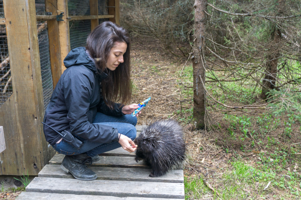 Refuge Pageau - Abitibi-Temiscamingue - Amos - Marie-Frederique et Chewbacca