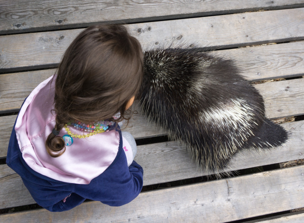 Refuge Pageau - Abitibi-Temiscamingue - Amos - Mini Scouich et Chewie