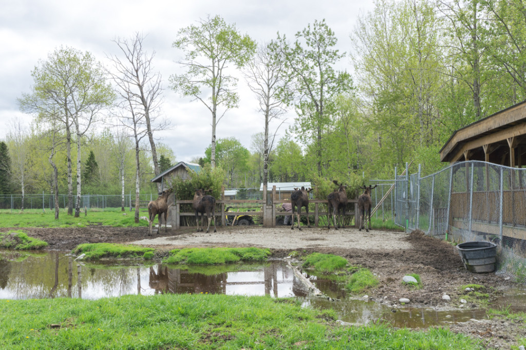 Refuge Pageau - Abitibi-Temiscamingue - Amos - Orignaux