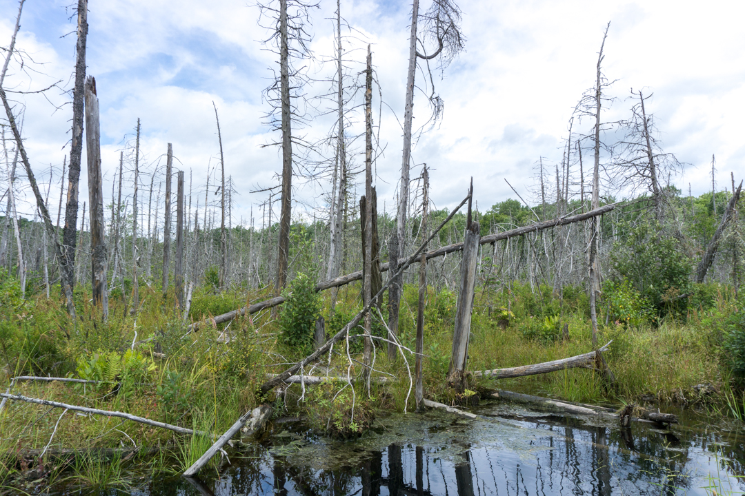 Marecage - Parc national de Frontenac