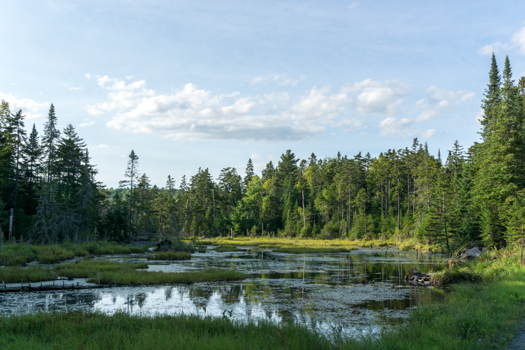 Marecages - Parc national de Frontenac