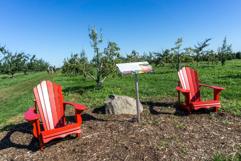 Chaises Adirondack rouges le long des sentiers du Verger Champêtre