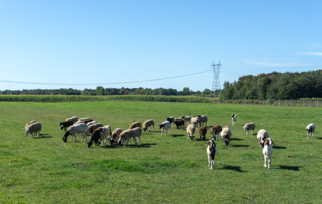 Chèvres et moutons du Verger Champêtre