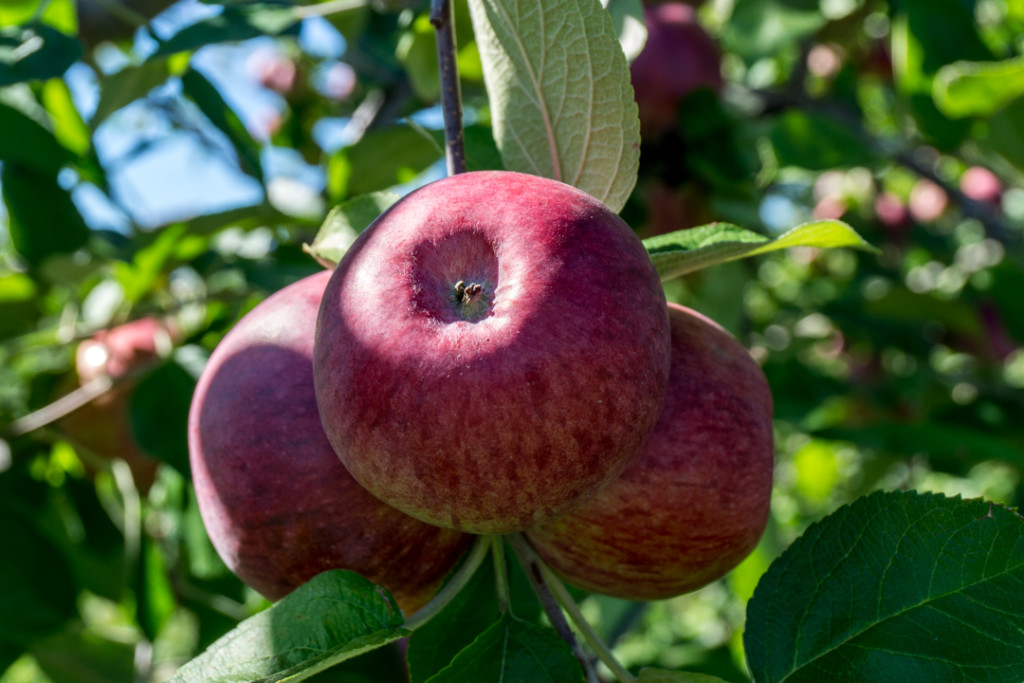 Pommes au verger