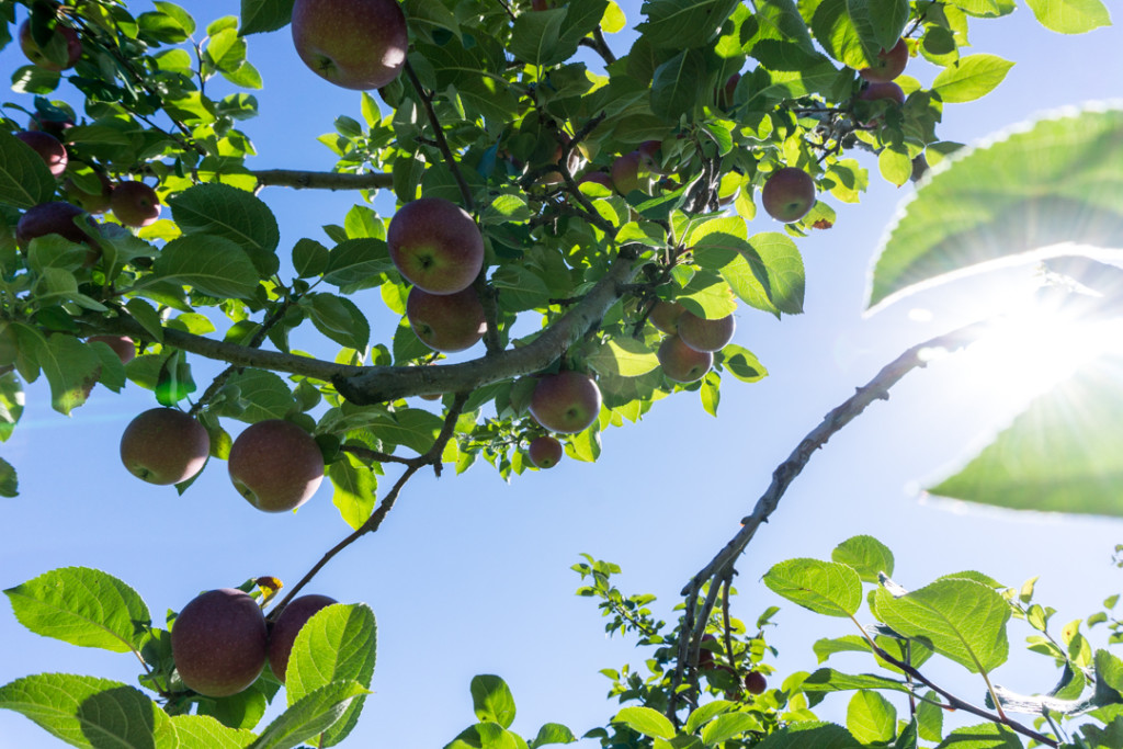 Pommes dans les arbres du Verger Champêtre